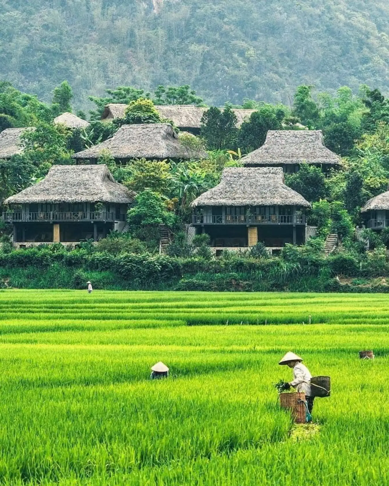 Hoa Binh