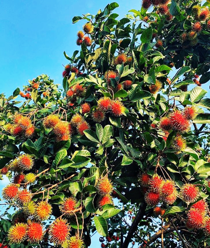 Mekong Delta